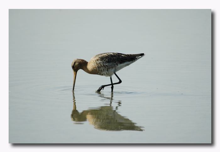 Pittima reale - Limosa limosa